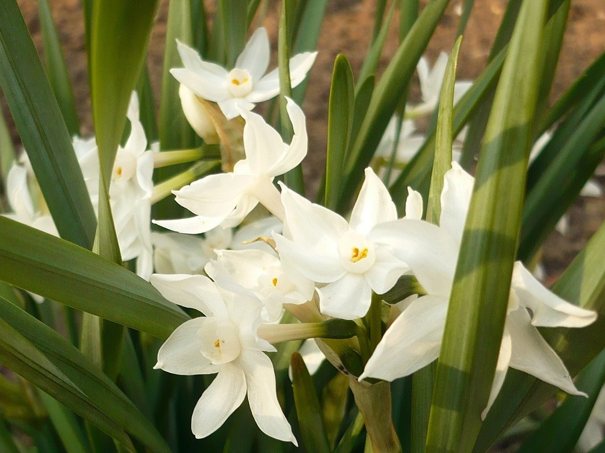 Narcissus papyraceus (Amaryllidaceae)